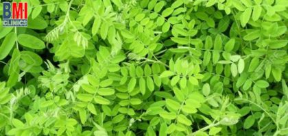 إستخدامات الأكاسيا.. 7 فوائد مذهلة لنبات الأكاسيا